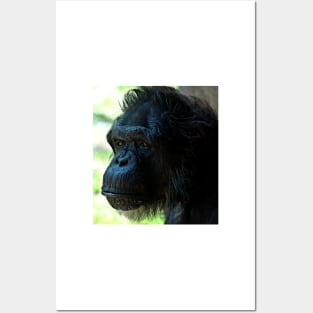 Monkey Posters and Art